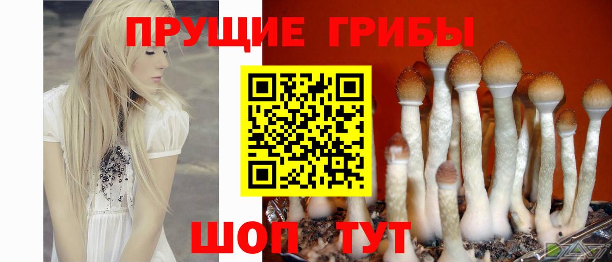 Галлюциногенные грибы Cubensis Фролово